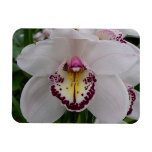 Ímã Orquídea Branca II Elegante
