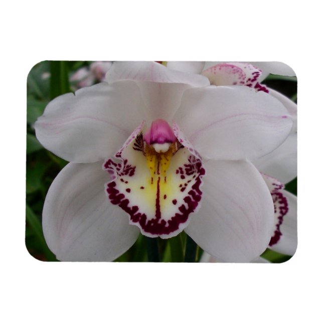 Ímã Orquídea Branca II Elegante (Horizontal)
