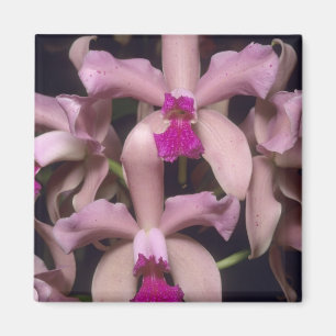 Imã Orquídea, (Cattleya amethystoglossa), Leste