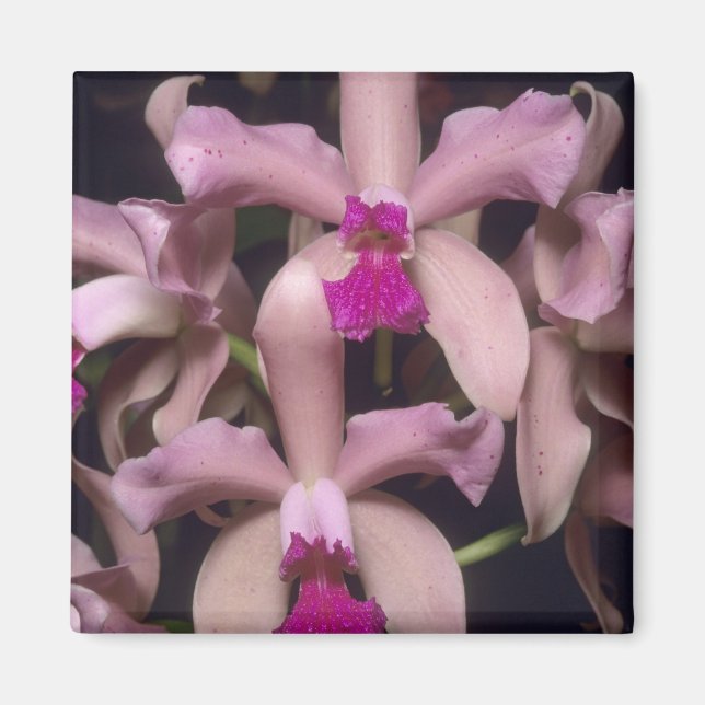 Imã Orquídea (Cattleya amethystoglossa), Leste (Frente)