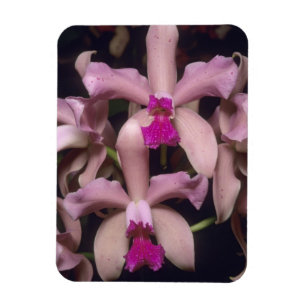 Ímã Orquídea (Cattleya amethystoglossa), Leste