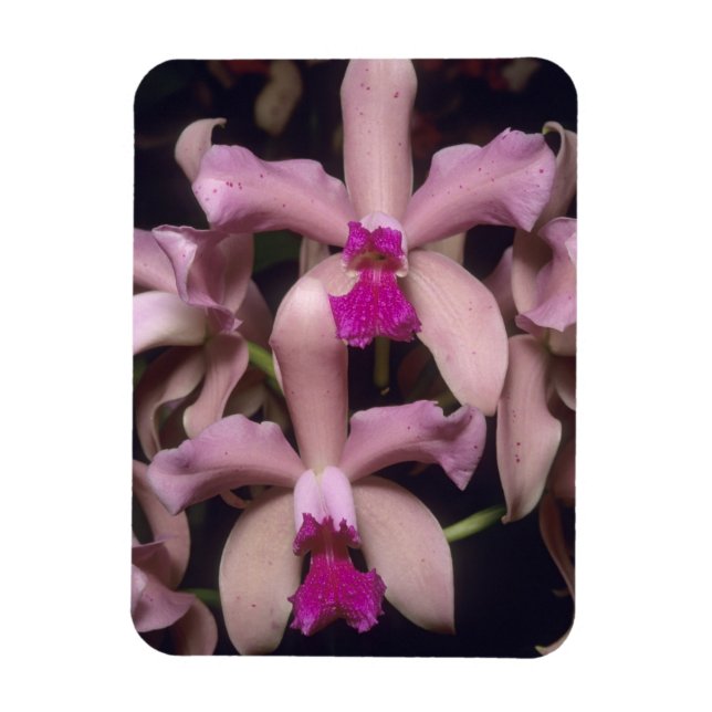 Ímã Orquídea (Cattleya amethystoglossa), Leste (Vertical)