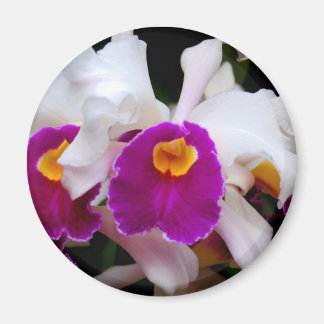 Imã Orquídea Cattleya - Branco/Roxo