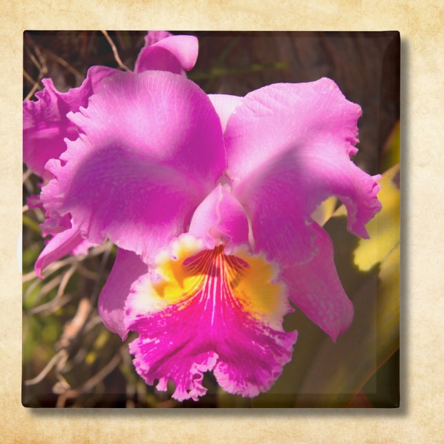 Imã Orquídea Cattleya Carmesim Rosa (Criador carregado)