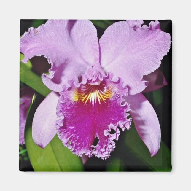 Imã Orquídea, cattleya trianae (b c michaelangelo) (Frente)