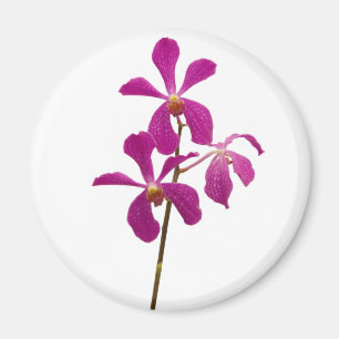 Imã Orquídea cor-de-rosa