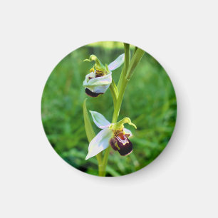 Imã Orquídea de abelhas
