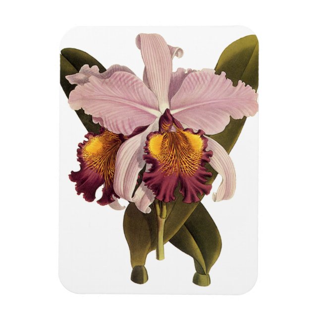 Ímã Orquídea de Cattleya Roxo, Flores Tropicais (Vertical)