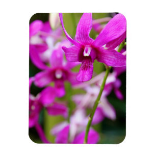 Ímã - orquídea de Cooktown