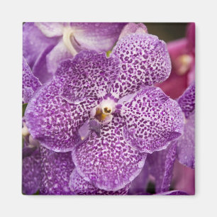 Imã Orquídea de Vanda
