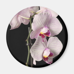 Imã Orquídea do Phalaenopsis