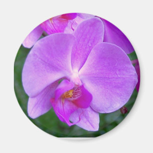 Imã Orquídea do Phalaenopsis da lavanda