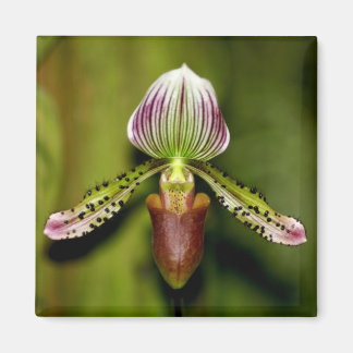 Imã Orquídea estonteante