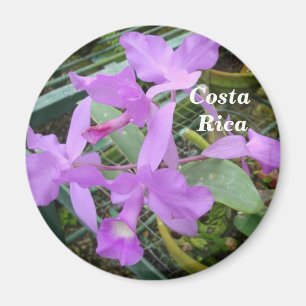 Imã Orquídea -- Flor nacional de Costa Rica