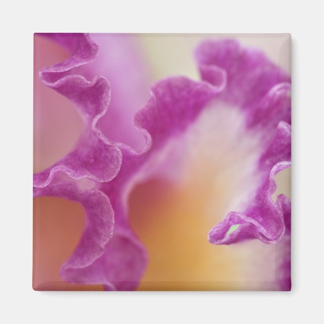 Imã Orquídea híbrida close-up, Delray Beach, Flórida (Frente)