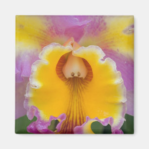 Imã Orquídea híbrida, Flórida