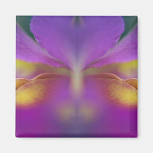 Imã Orquídea híbrida, Flórida 2