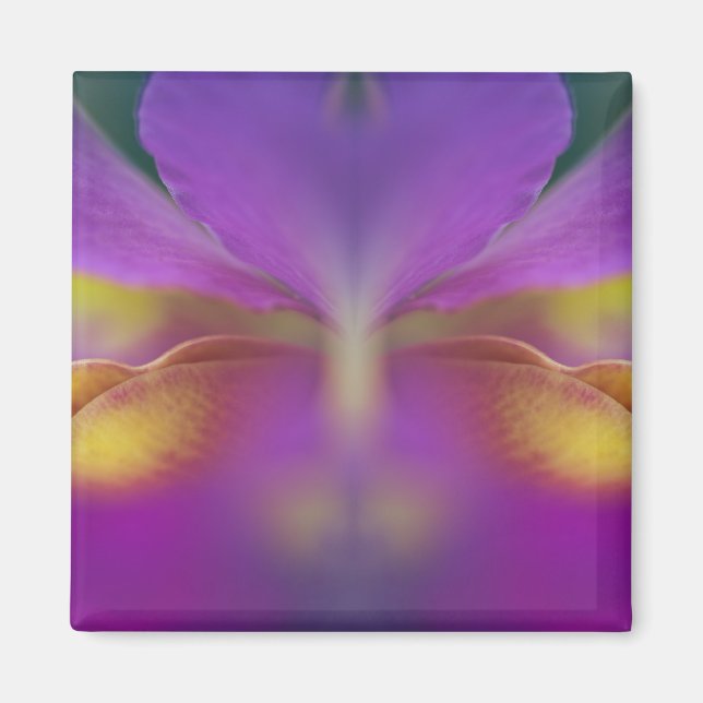 Imã Orquídea híbrida, Flórida 2 (Frente)