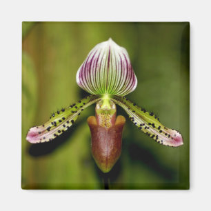 Imã Orquídea impressionante
