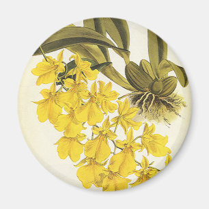 Imã Orquídea Oncidium Amarela Vintage, Flores Tropicai