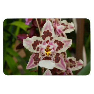 Ímã Orquídea Phalaenopsis Multicolor Incrível
