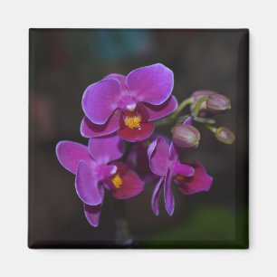 Imã Orquídea púrpura da Flor Magnet
