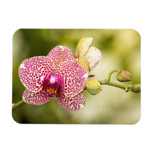Ímã Orquídea rosa
