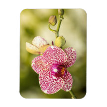 Orquídea rosa