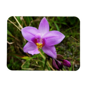 Ímã Orquídea Selvagem Roxa Flor Tropical