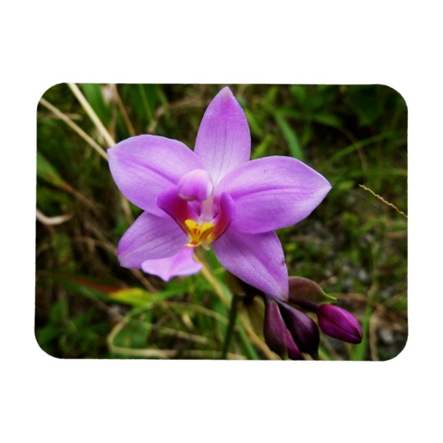 Ímã Orquídea Selvagem Roxa Flor Tropical (Horizontal)