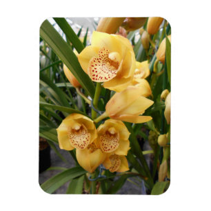 Ímã Orquídeas amarelas do Cymbidium