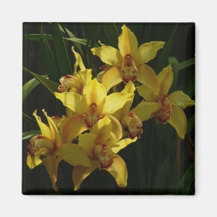 Imã Orquídeas Amarelas Sunlitivas Floral