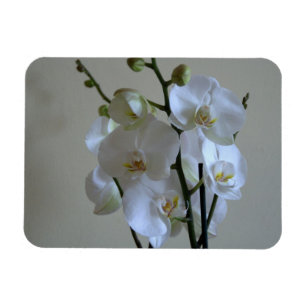 Ímã Orquídeas brancas