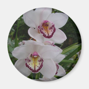 Imã Orquídeas Brancas Lindas Flores Tropicais
