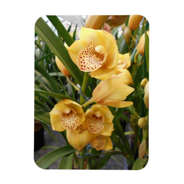 Ímã Orquídeas de Cymbidium Amarelas (Vertical)
