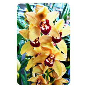 Ímã Orquídeas de Cymbidium Amarelas