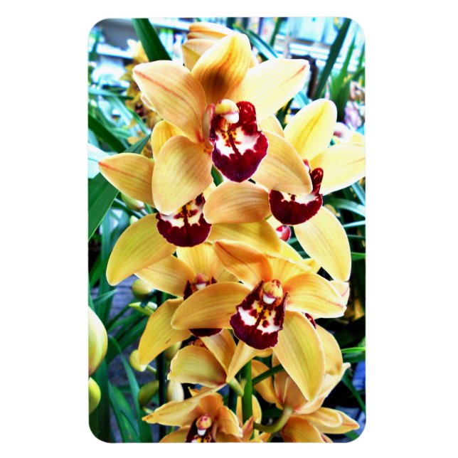 Ímã Orquídeas de Cymbidium Amarelas (Vertical)