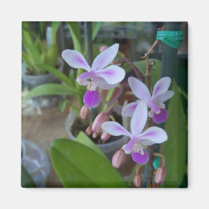 Imã orquídeas de mini Phal
