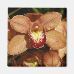 Imã Orquídeas de Pêssego com Raindroits Floral