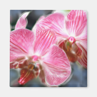 Imã Orquídeas de Phalaenopse Rosa, Stripadas