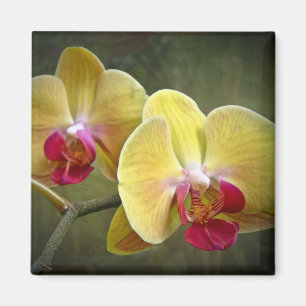 Imã Orquídeas de traça amarelas - Phalaenopsis