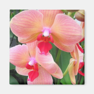Imã Orquídeas do pêssego - ímã