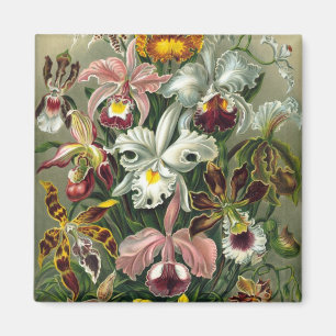 Imã Orquídeas Haeckel