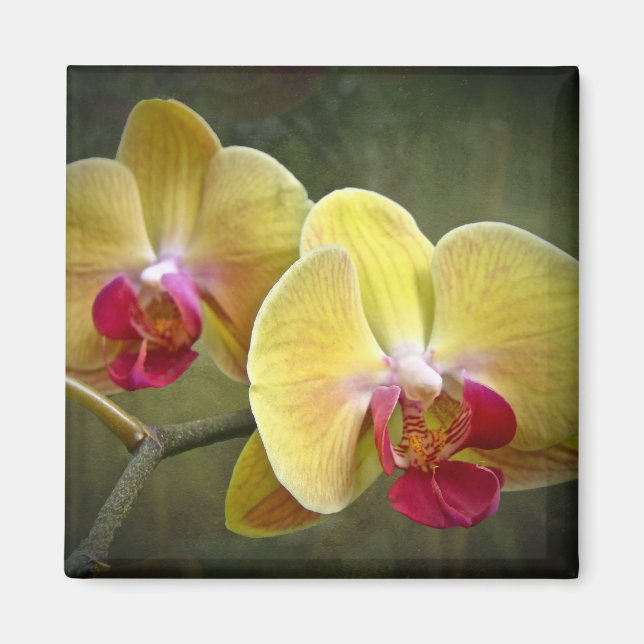 Imã Orquídeas-Mama amarelas - Phalaenopse (Frente)