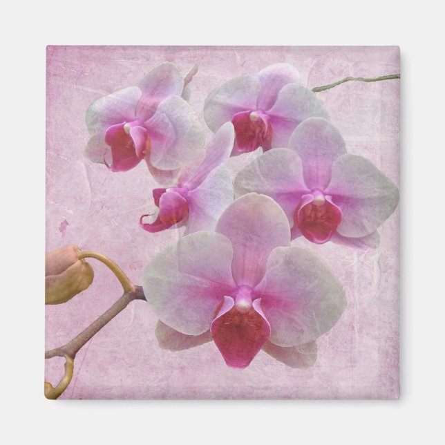 Imã Orquídeas-Mama rosa - Phalaenopsis (Frente)