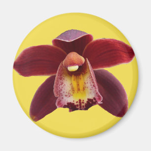 Imã Orquídeas Maroon I Belo Floral Vermelho