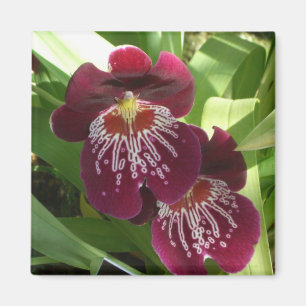 Imã Orquídeas Maroon II Floral Elegante