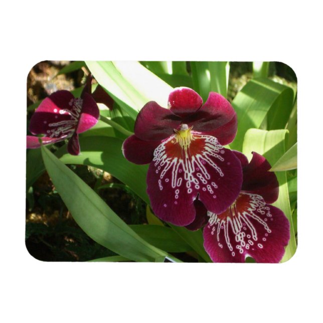 Ímã Orquídeas Marrons II Floral Elegante (Horizontal)
