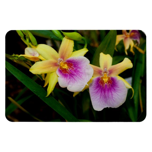 Ímã Orquídeas Miltonia Sunset Amarelo Rosa Roxo (Horizontal)
