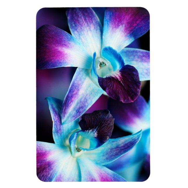 Ímã Orquídeas Personalizadas da Orquídea Dendrobium Ro (Vertical)